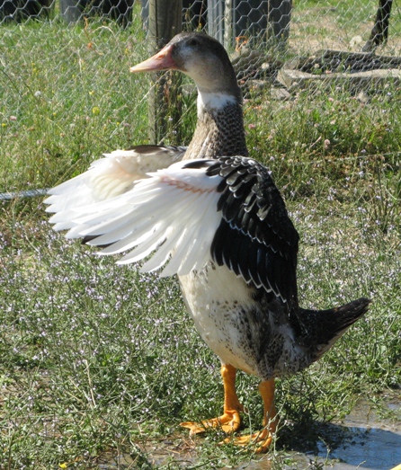 canards6.jpg