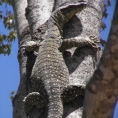 petite_australie10.jpg