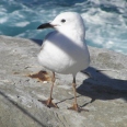 petite_australie14.jpg