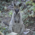 petite_australie2.jpg