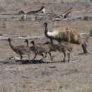 petite_australie23.jpg