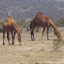 petite_australie30.jpg