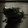 petite_australie7.jpg
