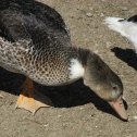 petite_canards2.jpg