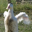 petite_canards3.jpg