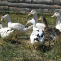 petite_canards4.jpg