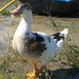 petite_canards5.jpg