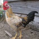coq_nain35.jpg