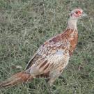 petite_faisans4.jpg