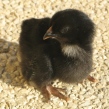 petite_ferme1.jpg