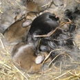 petite_ferme13.jpg