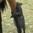 petite_ferme15.jpg