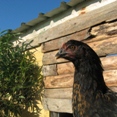 petite_ferme16.jpg