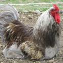 petite_ferme27.jpg