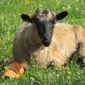 petite_ferme28.jpg