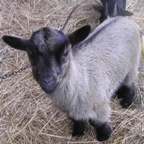 petite_ferme30.jpg