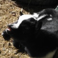 petite_ferme31.jpg