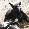 petite_ferme32.jpg