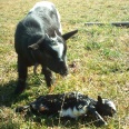 petite_ferme33.jpg