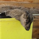 petite_ferme4.jpg