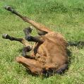 petite_ferme6.jpg