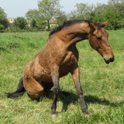 petite_ferme7.jpg