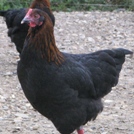 petite_marans.jpg