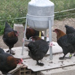 petite_marans1.jpg