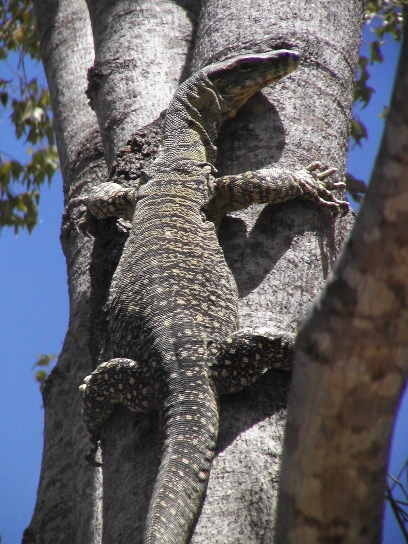 australie10.jpg