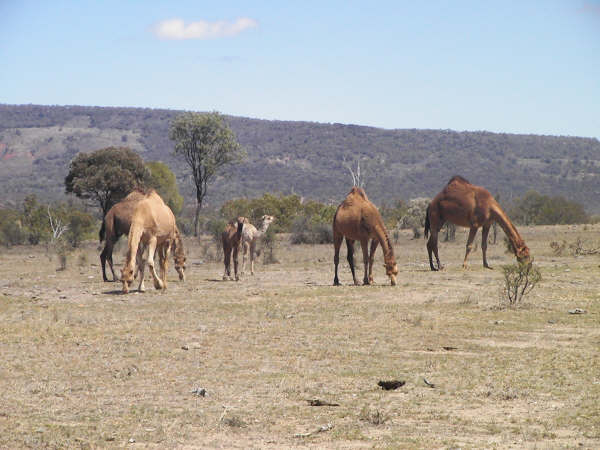 australie30.jpg