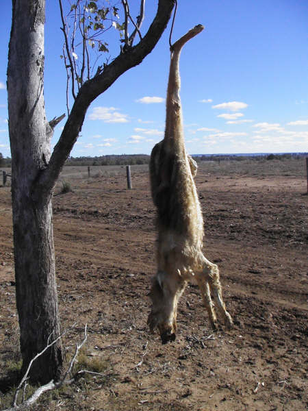 australie35.jpg