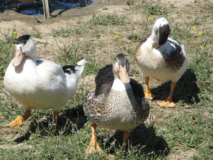 canards1.jpg