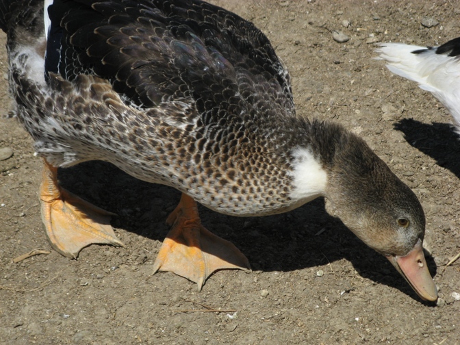 canards2.jpg