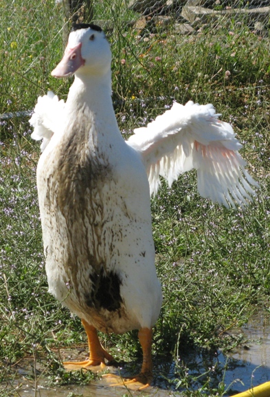 canards3.jpg