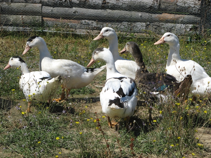 canards4.jpg