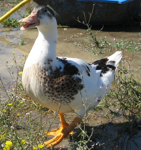 canards5.jpg