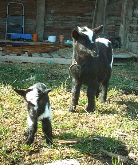 chevres4.jpg