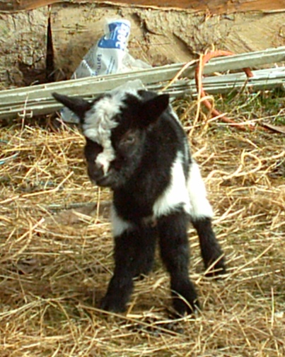 chevres5.jpg