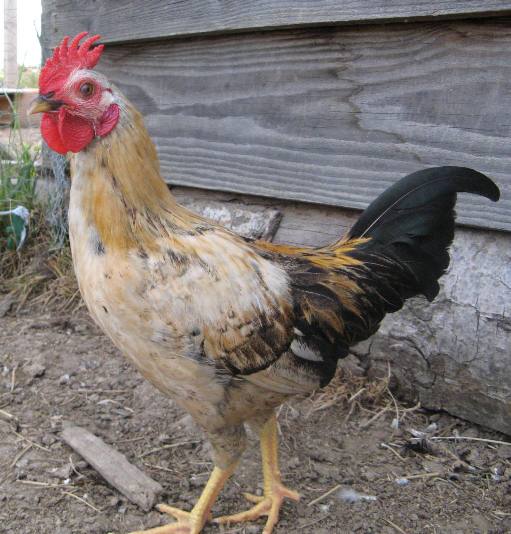 coq_nain.jpg