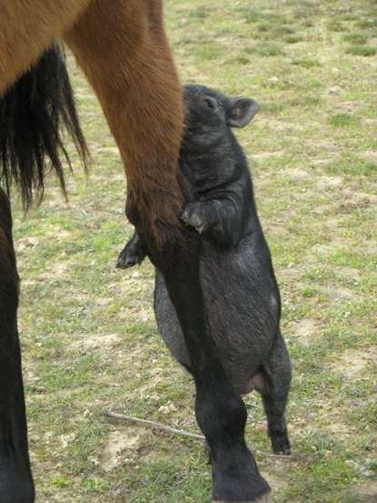 ferme15.jpg