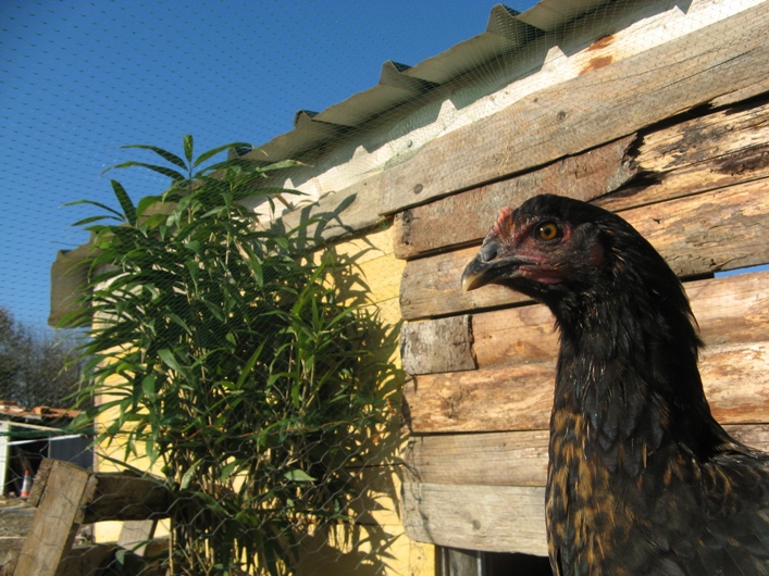 ferme16.jpg