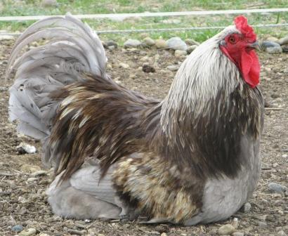 ferme27.jpg