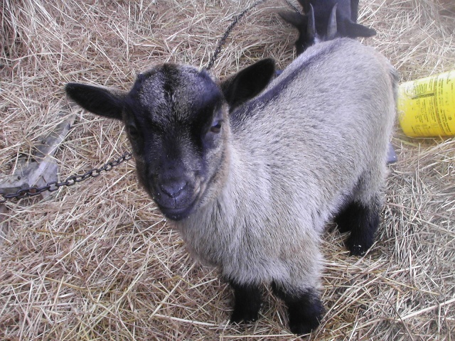 ferme30.jpg