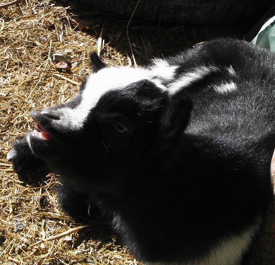 ferme31.jpg