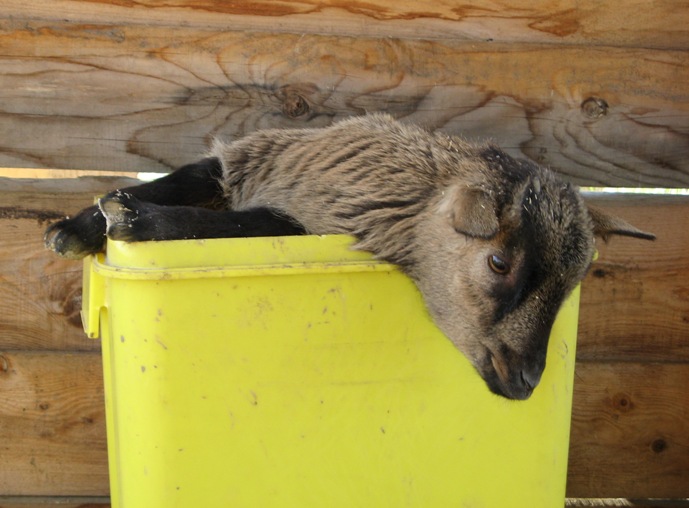 ferme4.jpg