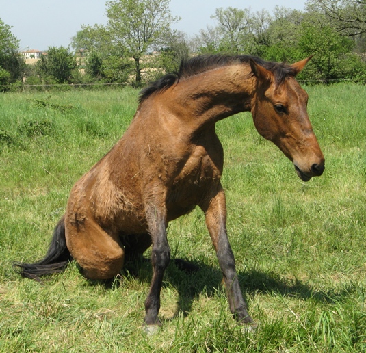 ferme7.jpg