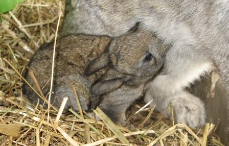 lapins1.jpg