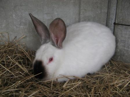 lapins4.jpg