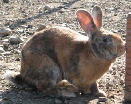lapins5.jpg