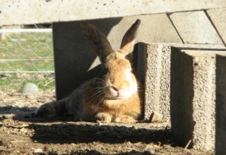 lapins6.jpg